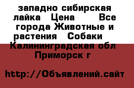 западно сибирская лайка › Цена ­ 0 - Все города Животные и растения » Собаки   . Калининградская обл.,Приморск г.